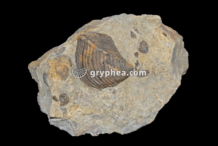 Trigonia dans sa gangue rocheuse (bivalve fossile) - gryphea.org